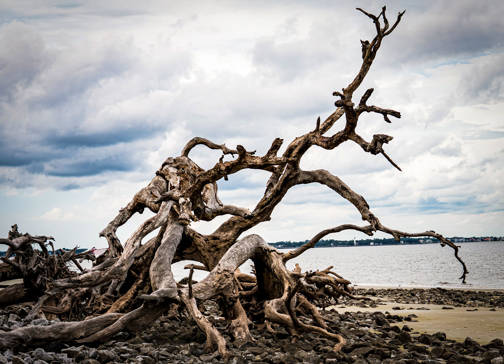 Weathered driftwood tree on Jekyll Island beach, Georgia